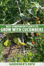 With them, you won't need to create trellises for your cucumber. The Best And Worst Cucumber Companion Plants Gardener S Path