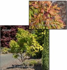 The tree's compact growth, combined with its crooked, rambling branches deliver big interest, even in the dead of winter when the leaves are long gone. Acer Palmatum Ryugu Dwarf Japanese Maple Tree Kigi Nursery