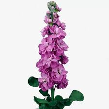 Soğuğa ve kara inat rengarenk açan çiçekler ısıtıveriyor içimizi. 4 Mevsim Cicek Acan Bitkiler Ve Ozellikleri