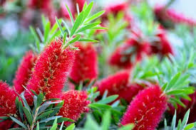 Check spelling or type a new query. 14 Florida Plants For Full Sun Full Sun Plants Florida Plants Cool Plants