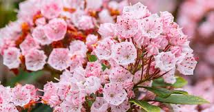 1000 x 750 jpeg 184 кб. How To Grow Mountain Laurel Kalmia Latifolia Gardener S Path