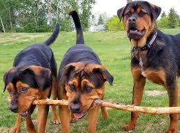 The rottweiler pitbull mix is an intelligent and obedient dog that has a strong will and a dominant personality. Pitbull Rottweiler Mix Also Known As The Pitweiler Pitbull Rottie Mix