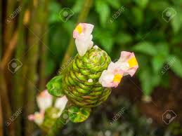 Image result for Costus afer