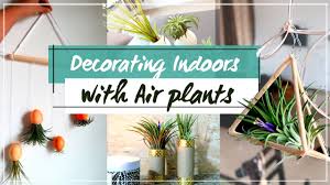 Air plants absorb nutrients from water through their leaves instead of roots. Diy Air Plant Decoration For Small Spaces Youtube