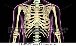 Start studying rib cage anatomy. 3d Illustration Of Human Body Ribs Cage Anatomy Stock Image K41699182 Fotosearch