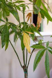 These 6 Causes Are Turning Your Houseplants Leaves Yellow Yellow Leaves On Plants Plant Leaves Houseplants
