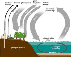 The Importance Of Carbon For Climate Regulation Carbon Cycle Energy Management Photosynthesis
