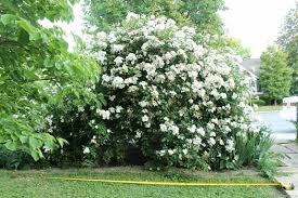 Kan jeg spørge dig, hvor du har fundet rose 'darlow's enigma'. Pin On Interesting Roses