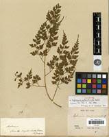 Image result for Asplenium uhligii