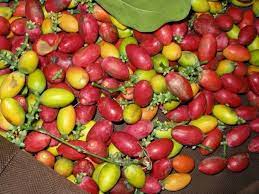 Kupas biji melinjo hingga bersih sehingga menysakan kulit keras biji melinjo berwarna cokelat. Cara Membuat Emping Melinjo Beserta Cara Menggoreng Agar Renyah