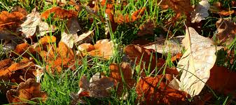 Check spelling or type a new query. Composting Oak Leaves A Complete Guide Abc Blog