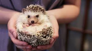Maybe you would like to learn more about one of these? Lol Pets Hedgehog Novocom Top