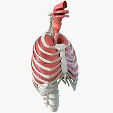 Rib cage anatomy in homo erectus suggests a recent evolutionary origin of modern human body shape. 3d Female Ribcage Skeleton Respiratory Turbosquid 1209659