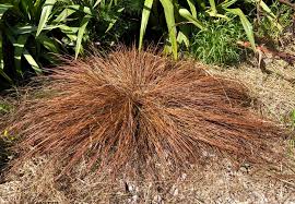 Image result for Cyperus tenuiculmis