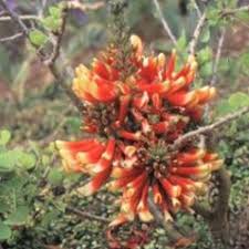 Image result for Erythrococca polyandra