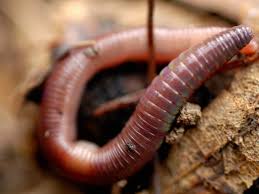 Decouvre Le Ver De Terre Tres Utile Au Jardin