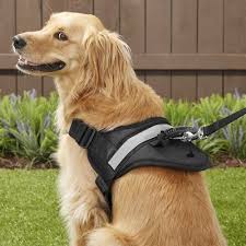 Hdp Big Dog No Pull Dog Harness Black X Large Chewy Com In 2020 Dog Harness Big Dogs Dogs