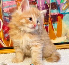 Norwegian forest cats come in a broad range of colors, as do their eyes. Halldor Norwegian Forest Kitten 6 Weeks Old Aww