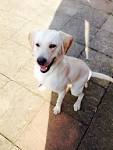 Labrador Retriever Puppies for Sale - Adoptapet