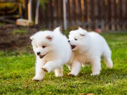 Two cute puppies playing together