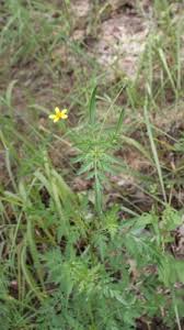 Image result for Bidens schimperi