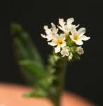 Image result for Euploca katangensis