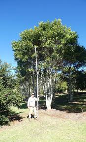 Image result for Ficus obliqua