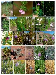 Image result for Dicliptera maculata