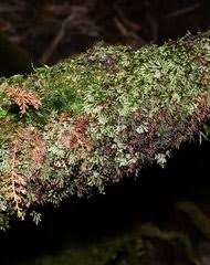 Image result for Hymenophyllum splendidum