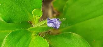 Image result for Commelina benghalensis