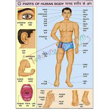 parts of human body chart 70x100cm