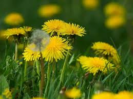 Check spelling or type a new query. Interesting Meaning And Symbolism Of Dandelion Flowers And Tattoo Florgeous