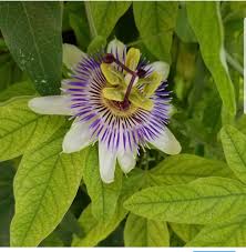 Image result for Passiflora caerulea