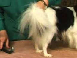 Dog Grooming Ways To Groom A Papillon S Coat Dog Grooming Tips Dog Grooming Supplies Dog Grooming