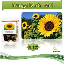 Gambar bunga matahari sketsa kartun animasi hitam putih, lengkap! Jual Cap Panah Merah Bunga Matahari Bibit Tanaman 30 Biji Terbaru Juni 2021 Blibli