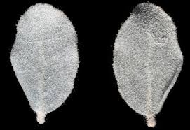 Image result for Erianthemum virescens