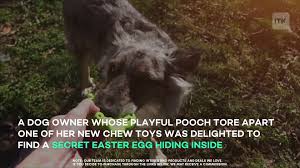 And having to reflect on their actions every time they see that sad face, lol. Dog Owner Shocked By Discovery Inside Destroyed Chew Toy It S Like A Wholesome Prank