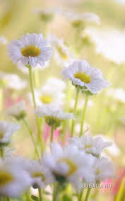 صور للتصميم خلفيات طبيعه للفوتوشوب صور هادية رقيقة للتصميم2 Happy Flowers Daisy Love Daisy Flower