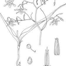 Image result for Walleria mackenziei