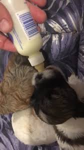 Maybe you would like to learn more about one of these? Happy Paws Havanese Home Facebook