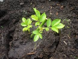 Image result for cuttings of roses