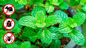 Si Tu As Cette Plante A La Maison Tu Ne Verras Plus Jamais De Souris Et D Autres Nuisibles Youtube