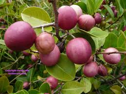 Pin On Exotic Fruit