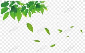  Daun Kartu Pos Daun Desain Pamflet