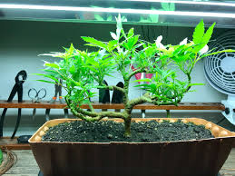 For these girls, the price of presents doesn't matter. 30 Top For Weed Bonsai Tree Reddit Pink Wool