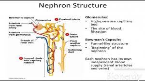 Diagram Of The Nephron And Its Functions Excretory System Human Circulatory System Digestive System Diagram