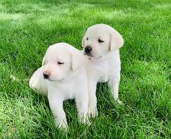 Maybe you would like to learn more about one of these? White Lab Photo Gallery Coal Creek Labrador Retrievers