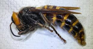 Check spelling or type a new query. Murder Hornets In America What You Need To Know Cbs News