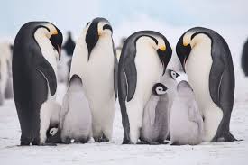 Another fun way to enjoy this arctic animal craft friend is to print the penguin template on white paper and color him first. Top Ten Animals You Can See In Antarctica