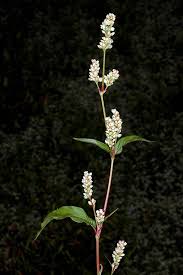 Image result for Persicaria lapathifolia